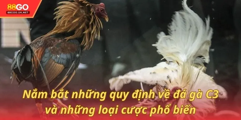 Nắm bắt những quy định về đá gà C3 và những loại cược phổ biến